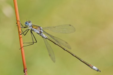Zümrüt kızböcekleri