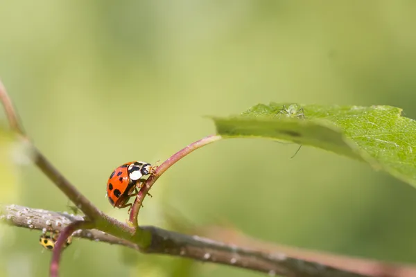 Pequeña mariquita — Foto de Stock