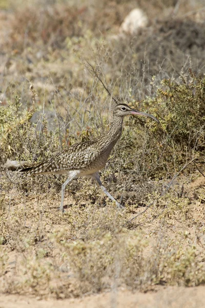 Regenbrachvogel in freier Wildbahn — Stockfoto