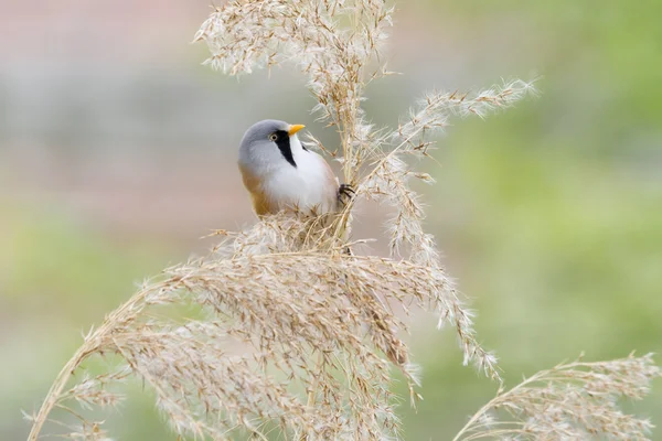 Tit barbudo — Fotografia de Stock