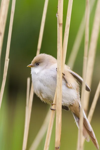 Tit vousatá — Stock fotografie