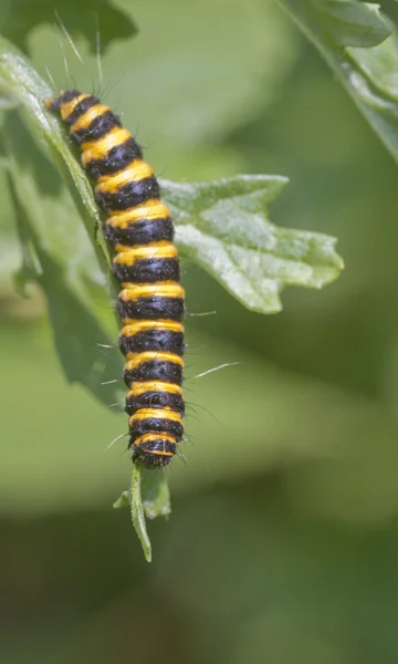 Cinnabar caterpillar — Stock Photo, Image