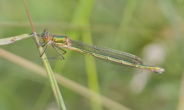 Smaragdlibelle — Stockfoto