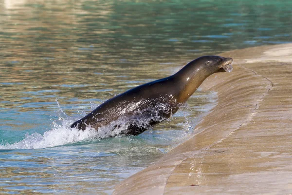 Sea Lion — Stock Photo, Image