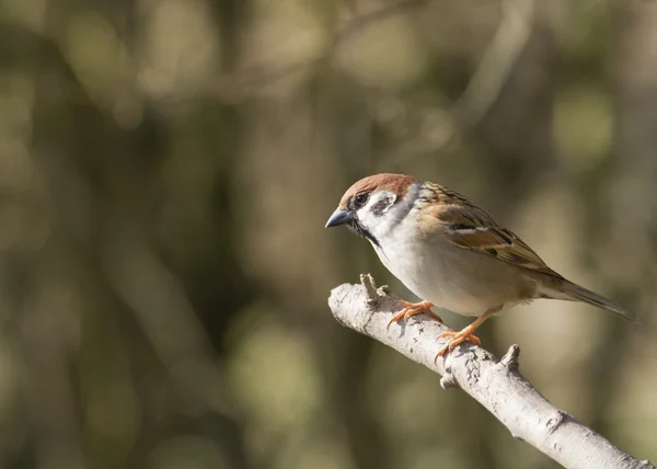 Tree Sparrow — Stock Photo, Image