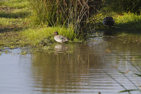 Wintertaling (Anas crecca) — Stockfoto