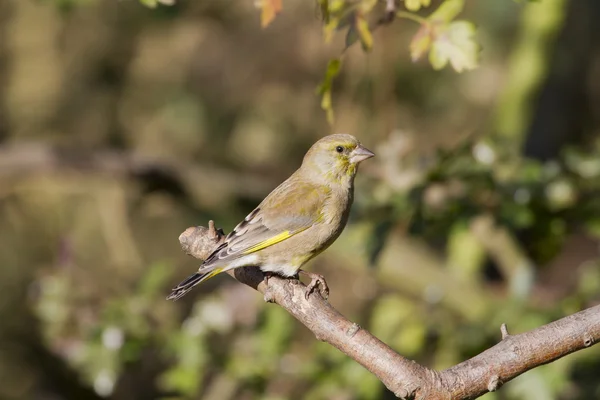 Chardonneret vert preché sur branche — Photo