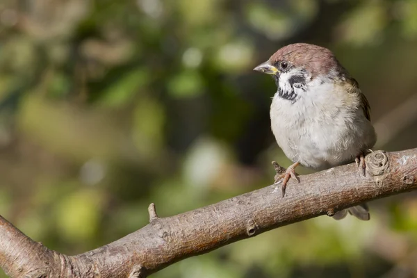 Sparrow på gren — Stockfoto