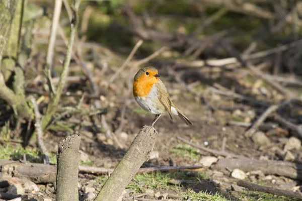 Robin (rubecula de Erithacus) — Foto de Stock