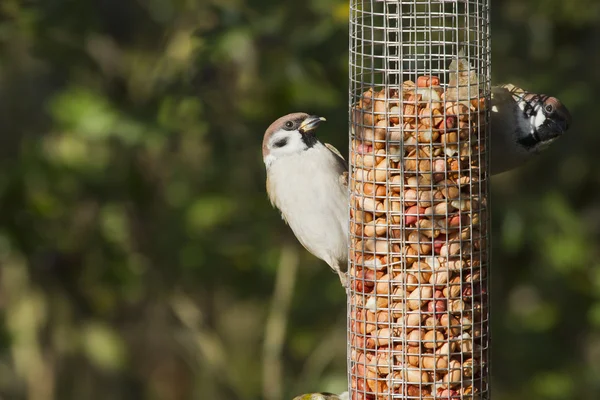 Tree Sparrows (Passer montanus) — Stock Photo, Image