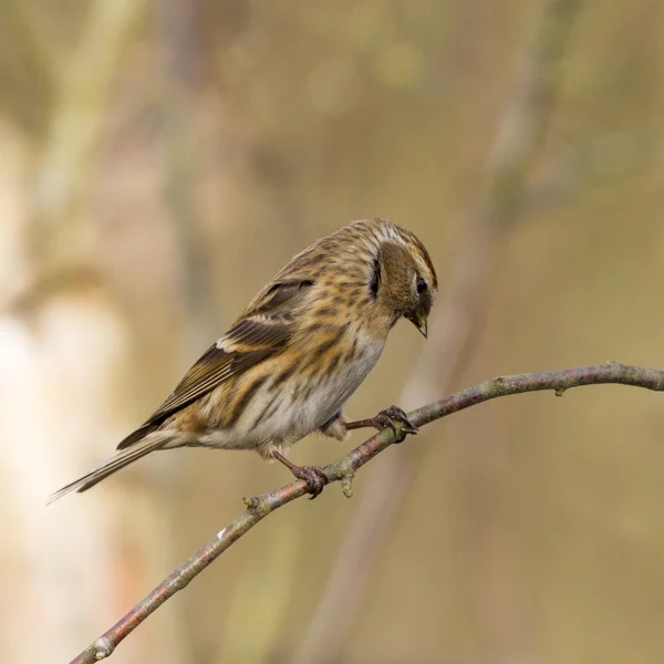 Redpoll (Carduelis flammea) — Zdjęcie stockowe