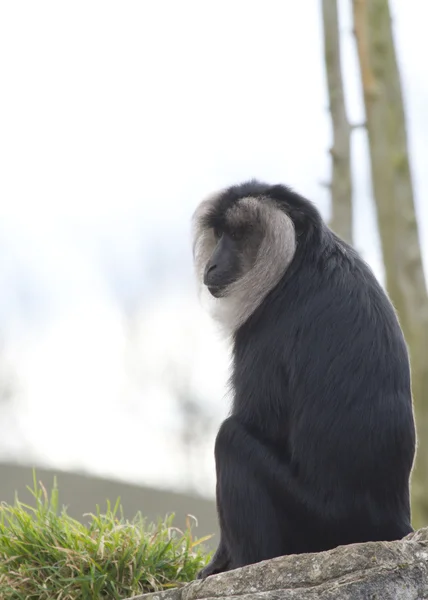 Monkey looking very sad — Stock Photo, Image