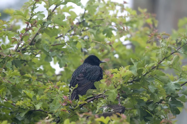 Spreeuw (sturnus vulgaris) — Stockfoto