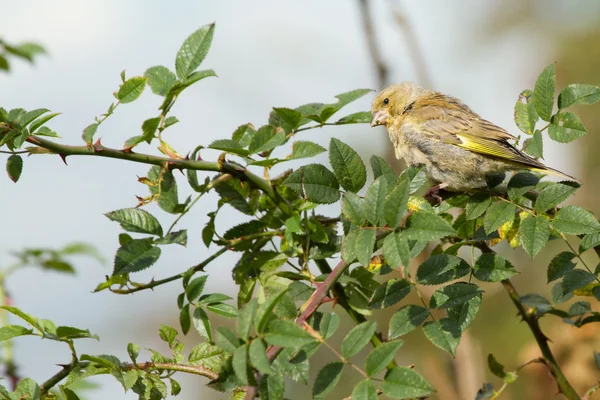 Greenfinch preched no ramo — Fotografia de Stock