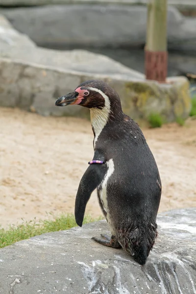 Lindo pingüino. — Foto de Stock