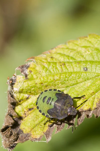 Escudo bug — Fotografia de Stock