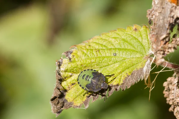 盾的 bug — 图库照片