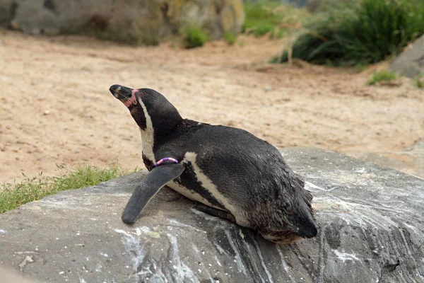 Lindo pingüino. — Foto de Stock