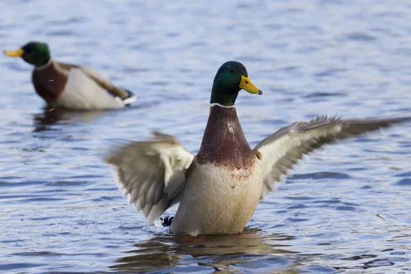 Pato de Mallard —  Fotos de Stock