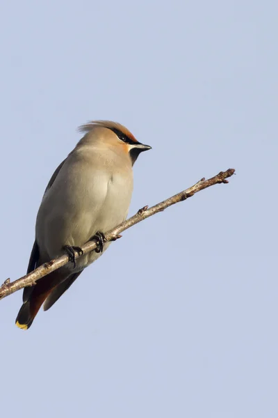 Waxwing on a branch — Stock Photo, Image