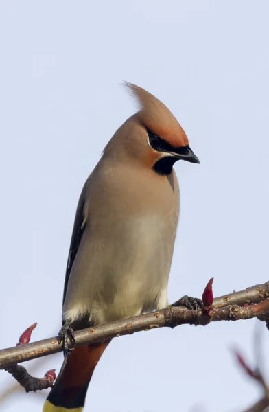 Waxwing on a branch — Stock Photo, Image