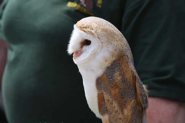 Barn Owl — Fotografie, imagine de stoc