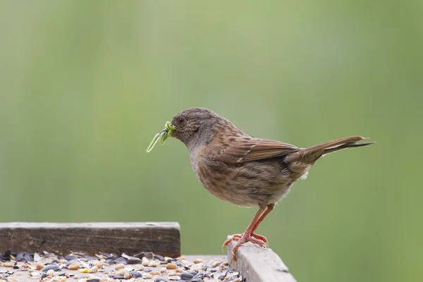 Ferreirinha-comum (prunella modularis) — Fotografia de Stock