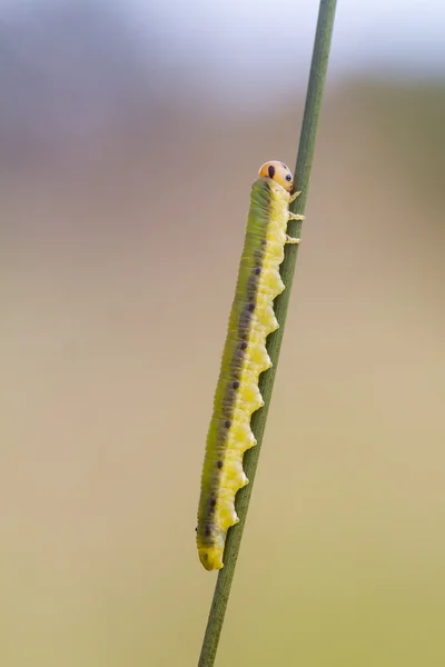 Larva de mosca-serra — Fotografia de Stock