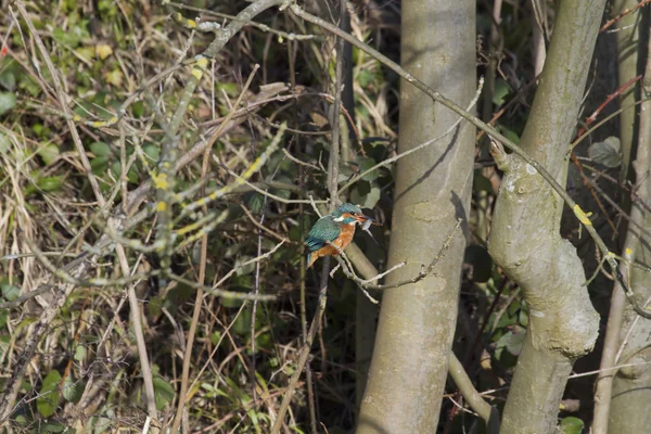 Ledňáček říční (Alcedo atthis) — Stock fotografie