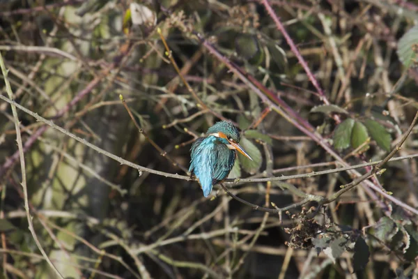 翠鸟（Alcedo at this）) — 图库照片