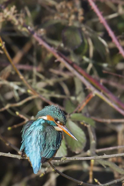 Kingfisher (alcedo at this ) — стоковое фото