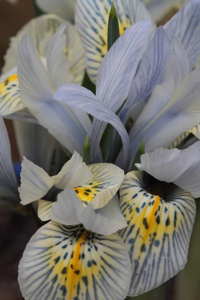Flor de iris enana — Foto de Stock