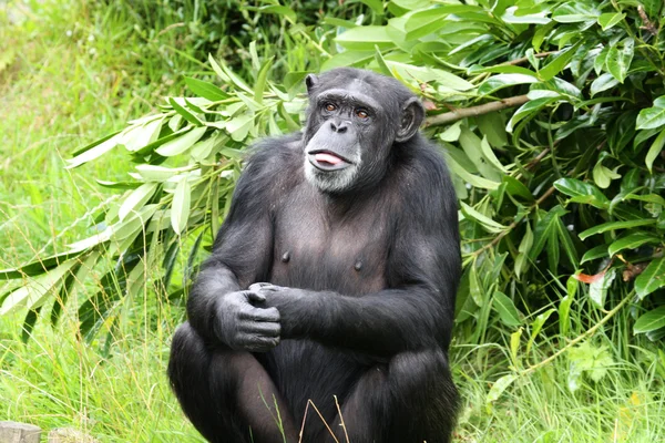 Chimpanzee in grass — Stock Photo, Image