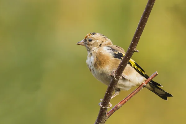 Goldfinch på gren - Stock-foto