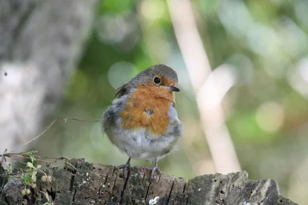 Robin (Erithacus rubecula) — Stok fotoğraf