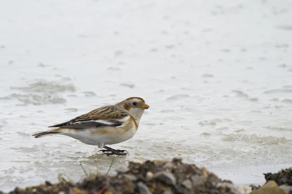 Snow Bunting (Fctrophenax nivalis) ) — стоковое фото