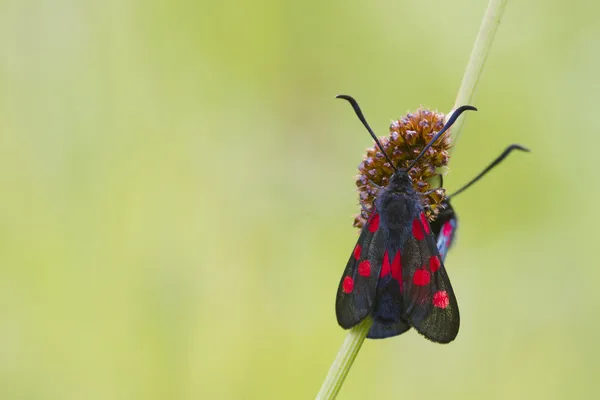 Pět přímých burnet — Stock fotografie