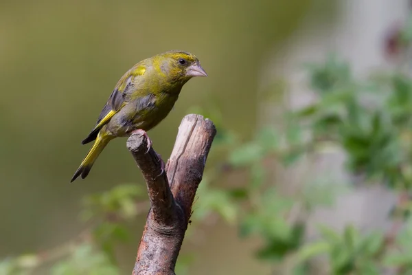 Groenling preched op tak — Stockfoto