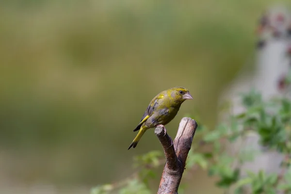 Greenfinch preched  on branch — Stock Photo, Image