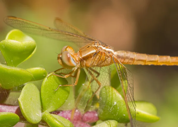 Libélula na planta — Fotografia de Stock