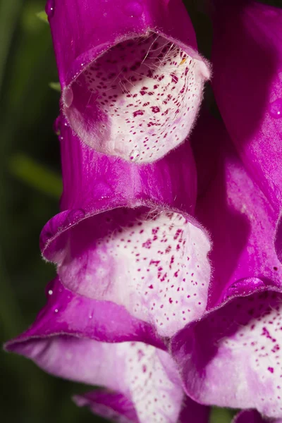 Fiori di guanto di volpe — Foto Stock