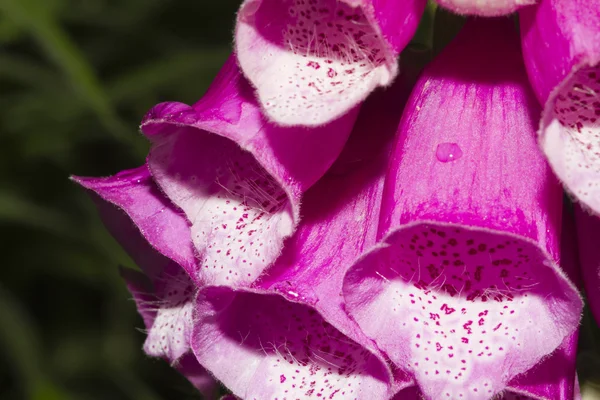 Flores de guante de zorro —  Fotos de Stock