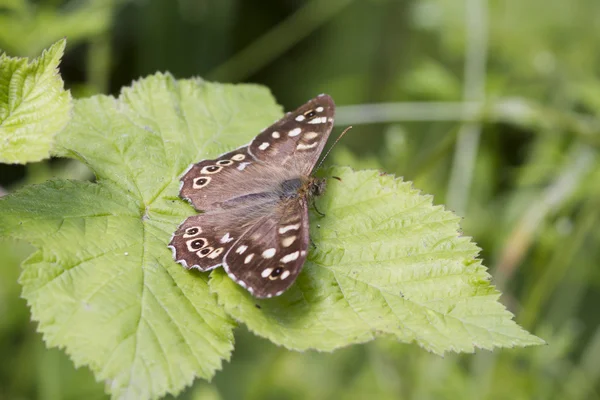 Gesprenkelter Schmetterling — Stockfoto