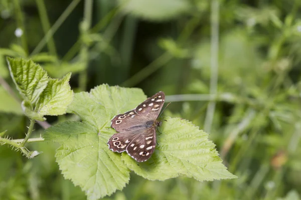 Speckled wood butterfly — Stock Photo, Image