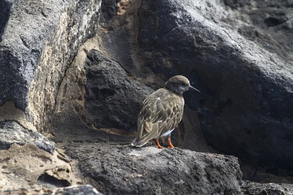 Turnstone (Arenaria interpres) — Stok fotoğraf