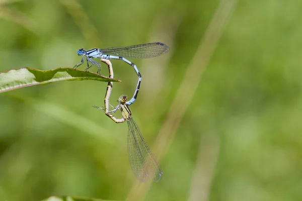 Damselflies azules comunes — Foto de Stock