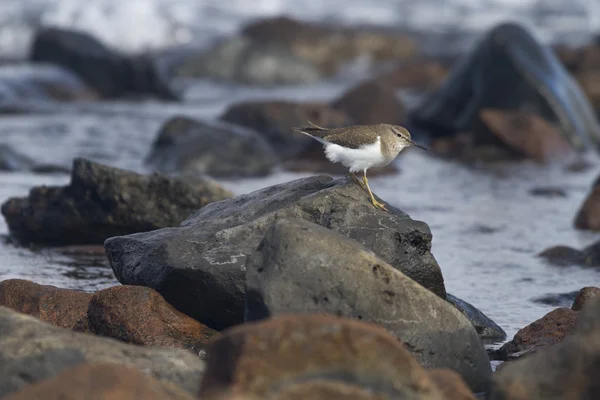 European Common Sandpiper — Stock Photo, Image