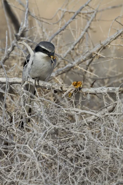 Shrike gris sur —  Fotos de Stock