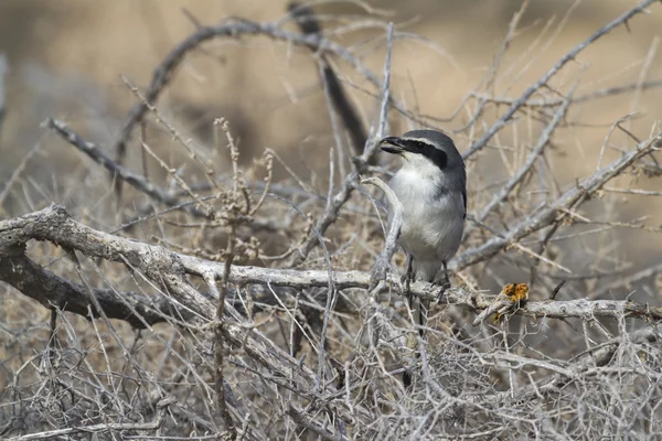 Shrike gris sur —  Fotos de Stock