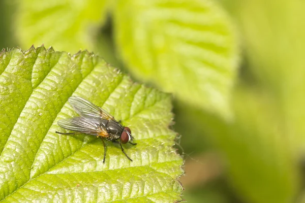 Kleine Fliege — Stockfoto